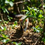 Agile Hunting Method of the Marten