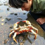 Crabs House Defense Strategy