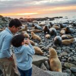 Giant Life of the Elephant Seal