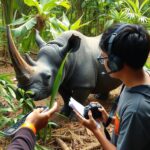Black Rhino Disappearing Rare Large Animal