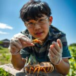 Toxicity of the Asian Giant Hornet