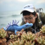 Blue Dragon Sea Slug A Small Dragon like Creature on the Sea