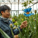 Himalayan Blue Poppy The Legendary Blue Meconopsis Flower