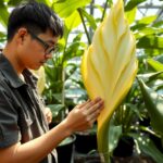 The Secret of Titan Arum the Worlds Largest Giant Flower