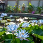 Blue Lotus The Charm of the Mysterious Blue Water Lily