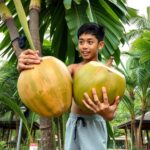 Double Coconut The Worlds Largest Palm Fruit