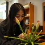 Euphorbia Medusoid Unique Stem Pattern Succulent