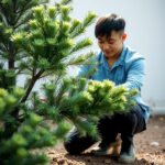 Exotic Tree Growing Like a Wollemi Pine