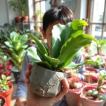 Livingstone Plant Amazing Succulent That Looks Like a Stone