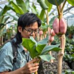 Pink Banana Rare Banana with Pinkish Fruit