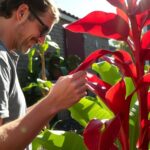 Red Banana with Captivating Red Leaves and Fruit